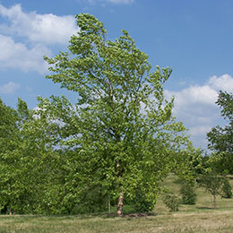 Betula nigra